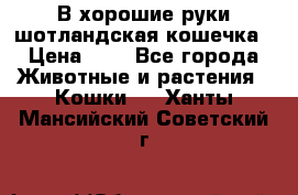 В хорошие руки шотландская кошечка › Цена ­ 7 - Все города Животные и растения » Кошки   . Ханты-Мансийский,Советский г.